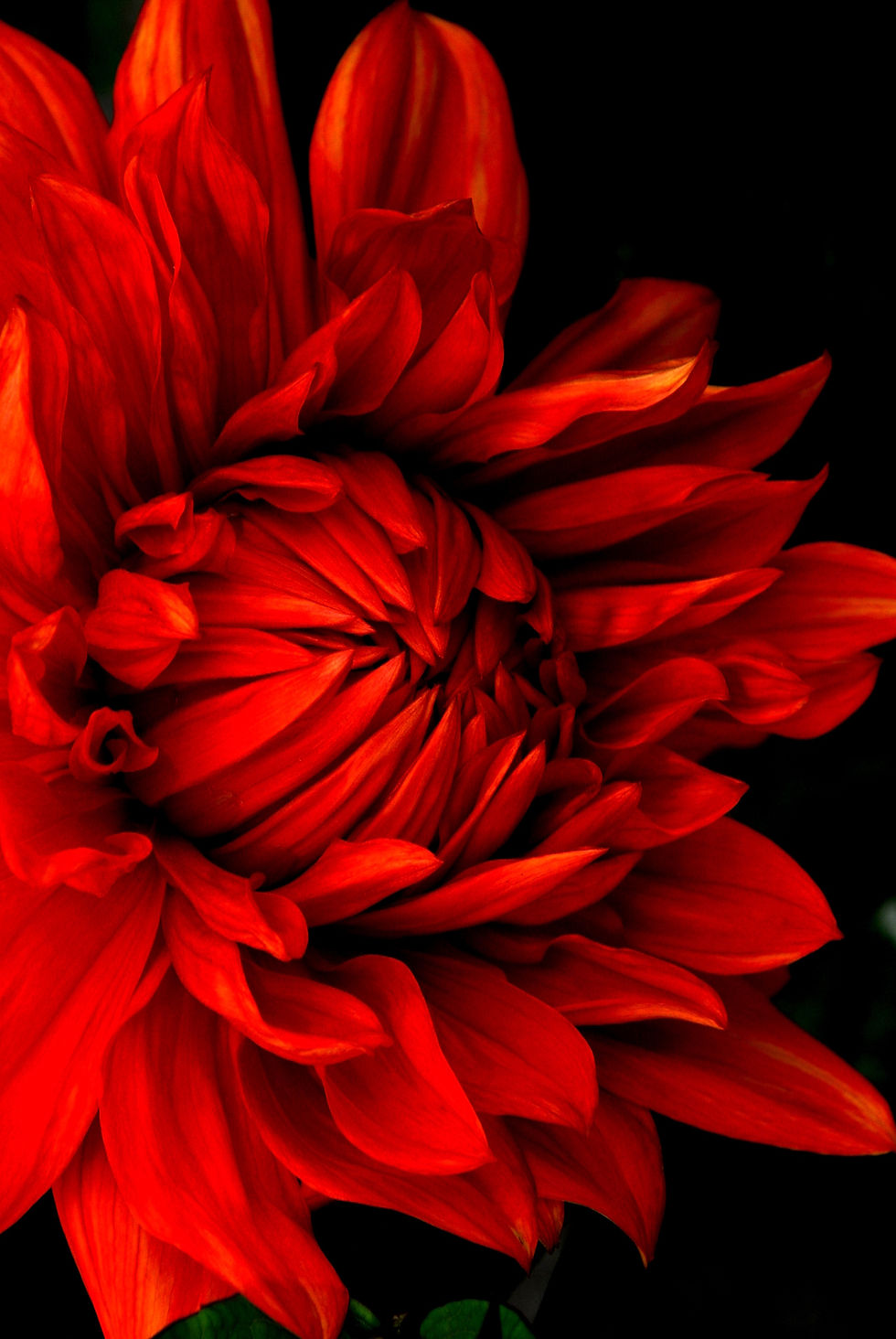 Scarlet Dahlia