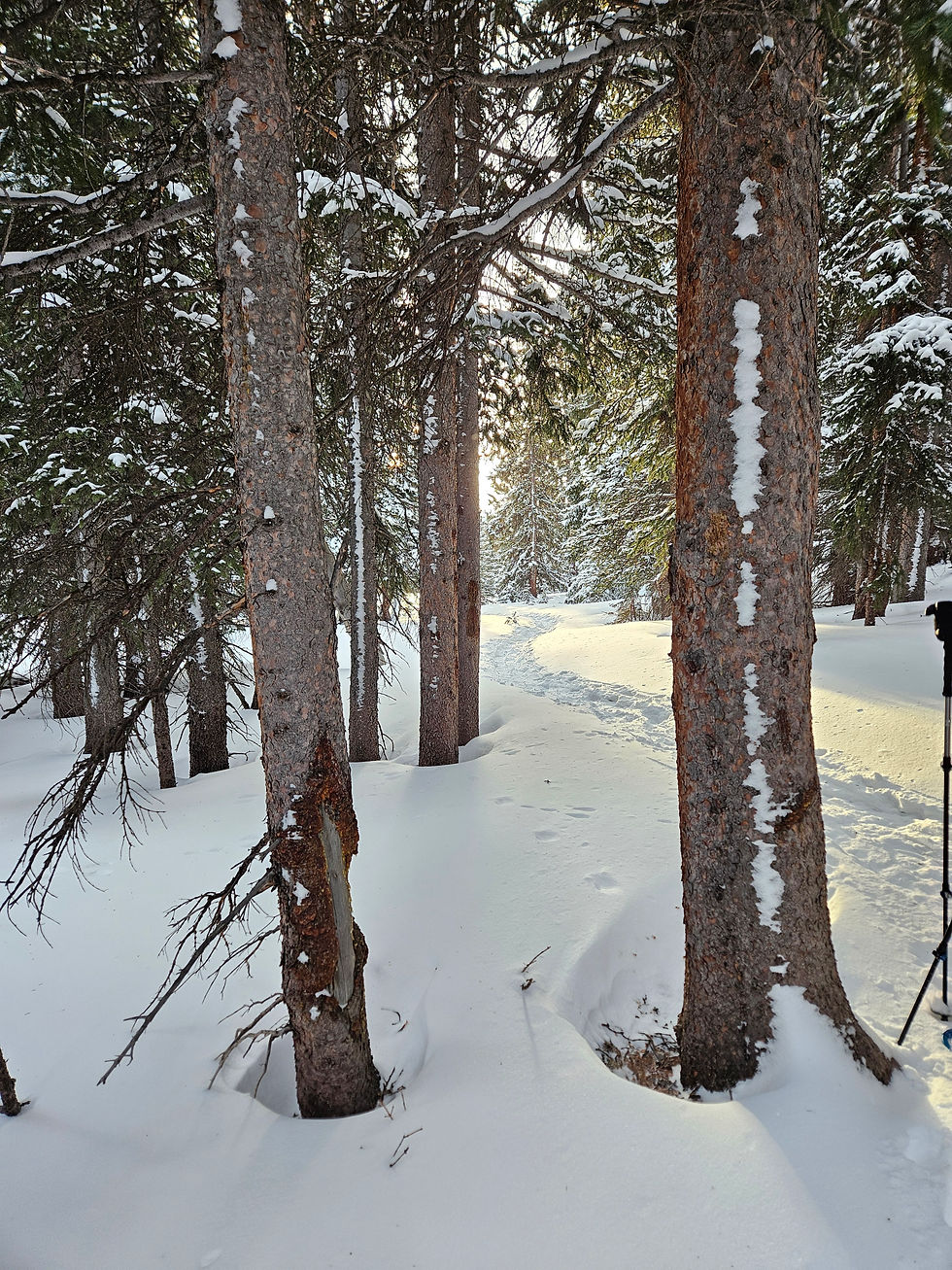 Sunrays through the trees on the hike back down.