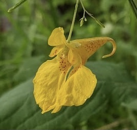 Western jewelweed (Impatiens noli-tangere), garden specimen, 2023-08-21.  Photo M. Parseyan