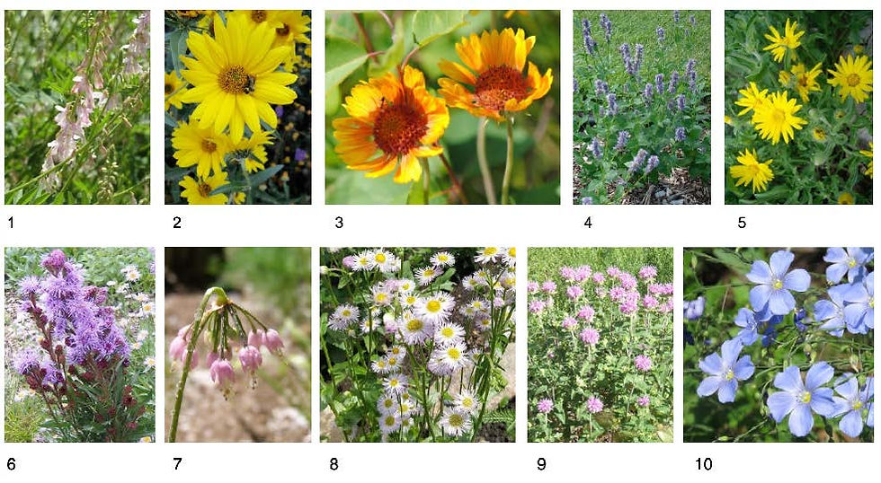 Wildflowers to be sown in Spring