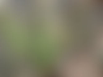 Grasses of the Edmonton Region, Part Two