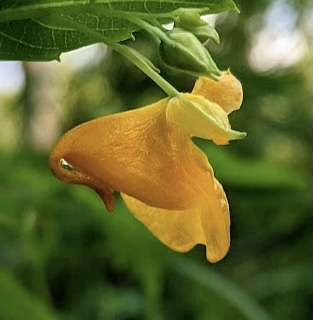 Spotted jewelweed (Impatiens capensis), Coyote Lake Natural Area, 2023-08-03.  Photo M. Parseyan