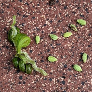 Exploded pod and ejected seeds of western jewelweed, garden specimen, 2023-08-21.   Photo M. Parseyan