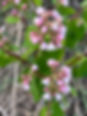 Flowers of spreading dogbane, Fort Saskatchewan Prairie, 2023-06-12. Photos P. Cotterill