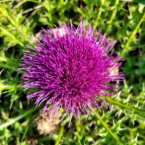 Drummond’s thistle (Cirsium drummondii), 2023-06-25. Photo S. Panteluk