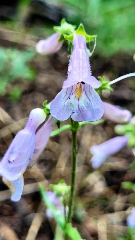 Lilac-flowered beardtongue (Penstemon gracilis), 2023-06-13.  Photo S. Panteluk