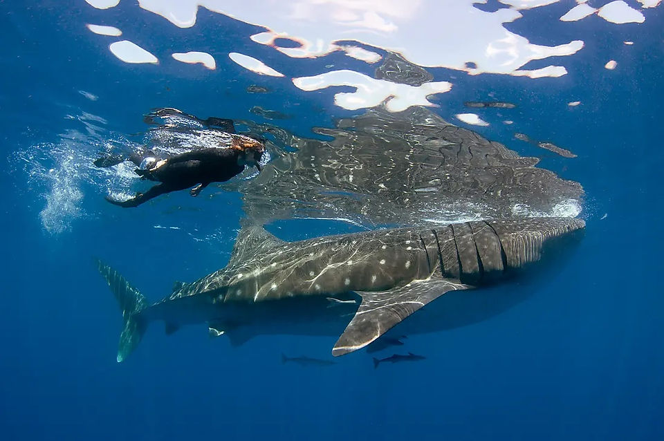 Snorkeling and diving with Whale Sharks in Papua New Guinea
