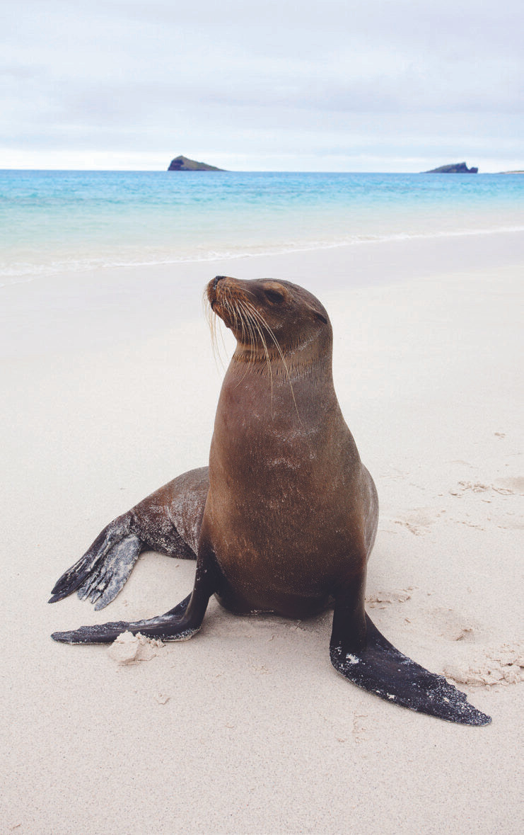 alápagos sea lion