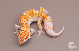 white and yellow fire tremper