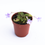 Thumbnail: Sinningia Pusilla