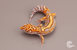 lavender bell albino