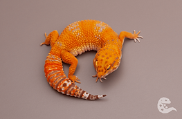 blood tremper