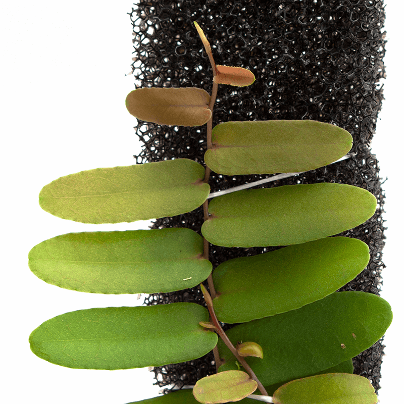 Marcgravia sp. "Amarillo"