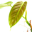 Thumbnail: Philodendron sp. "Purple" Ecuador