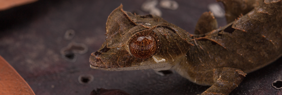 foto home site uroplatus.png