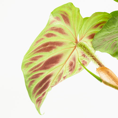 Philodendron verrucosum  Rare Velvet-Leaf Aroid | DartGeckos