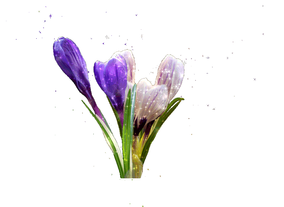 31.gif