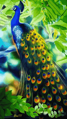 peacock.gif