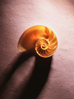 8789.gif