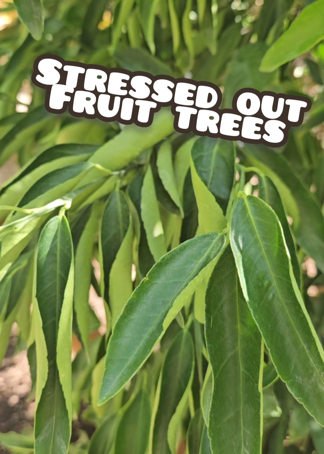 Your Tree Is Dying — This Fixes It
