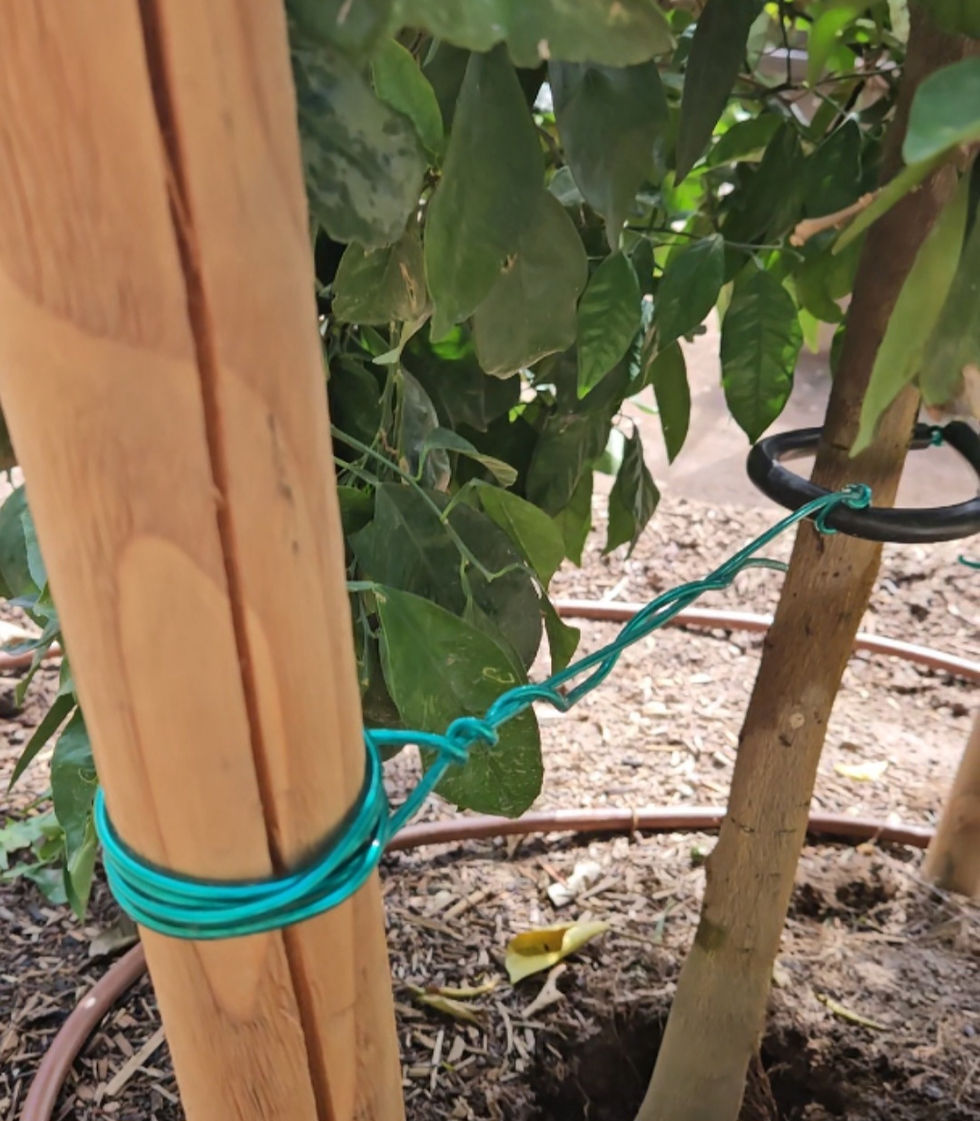 This is how to properly stake a fruit tree