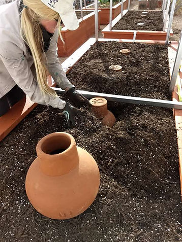 olla irrigation