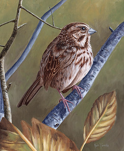 Song Sparrow small.jpg