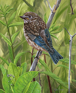 Juvenile Eastern Bluebird - small.jpg