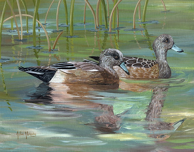 american wigeons - small.jpg