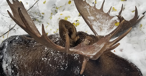 Alberta Big Game Outfitters