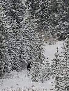 Alberta Big Game Outfitters