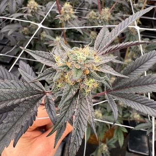 Lemon Cherry Ghost Cannabis Strain Flower