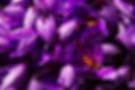saffron-g0609c1797_1920.jpg