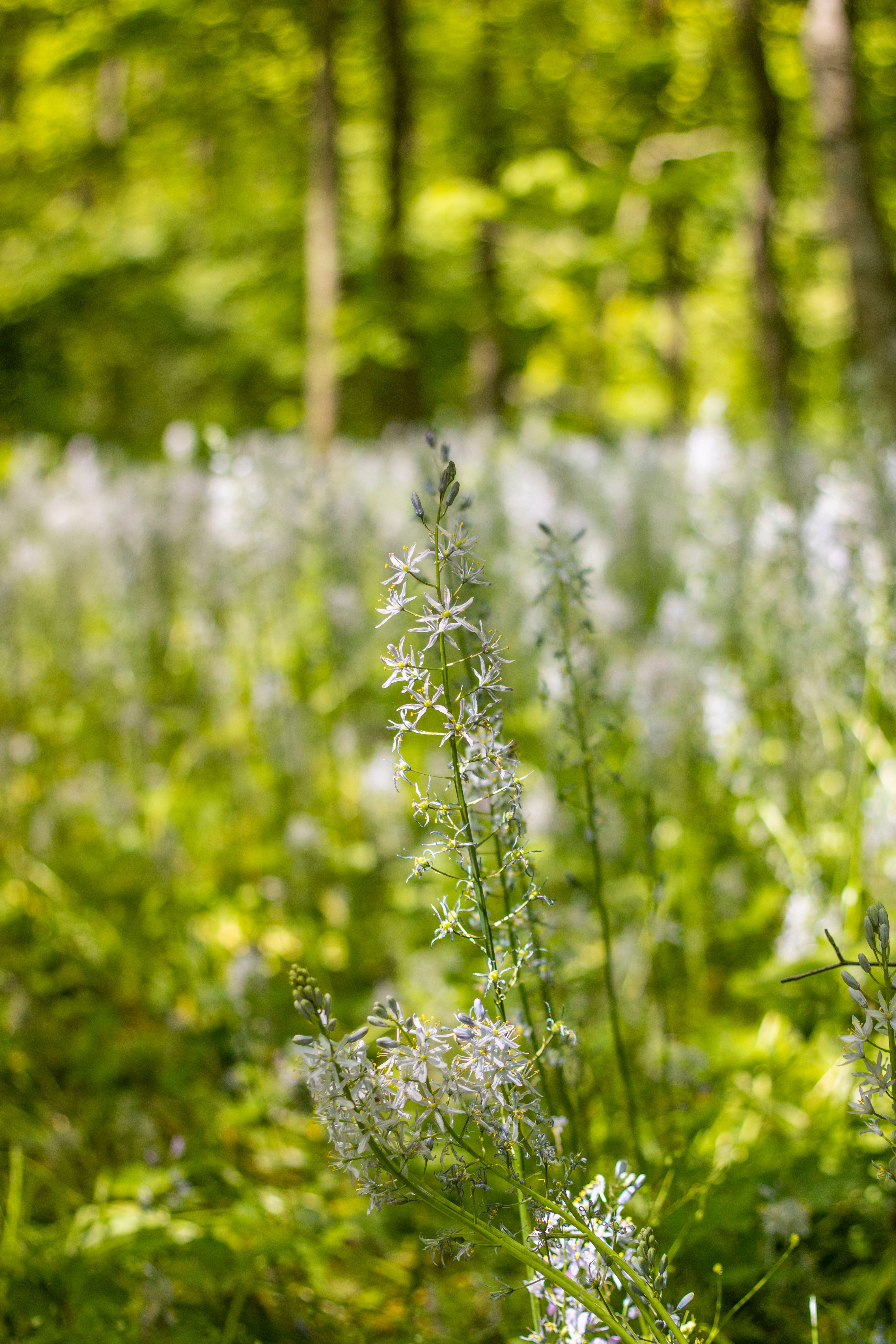 Lavender Fine Art Print
