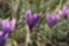 flower-za.jpg