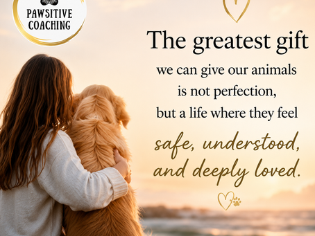 Lessons from Our Pets: Embracing Imperfection and Unconditional Love