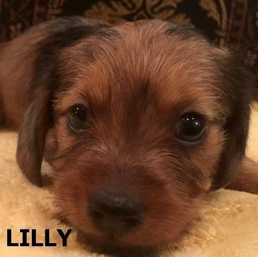 Lilly