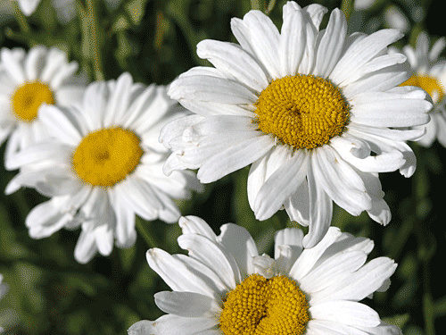 Shasta Daisies