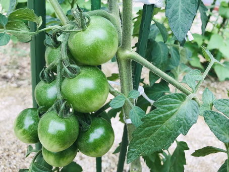 まだ青いけれど…