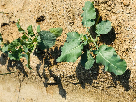 今年も植えました♪