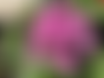 5月のダイエットサロン