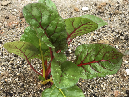 やっとかめだね〜