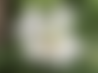 おはようございます♪