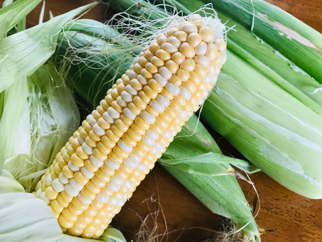 【とうもろこしの収穫】
