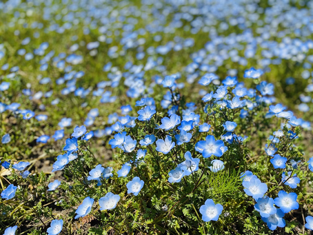 得意なことと上手なこと
