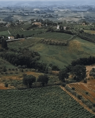 Olive Oil Part 3
