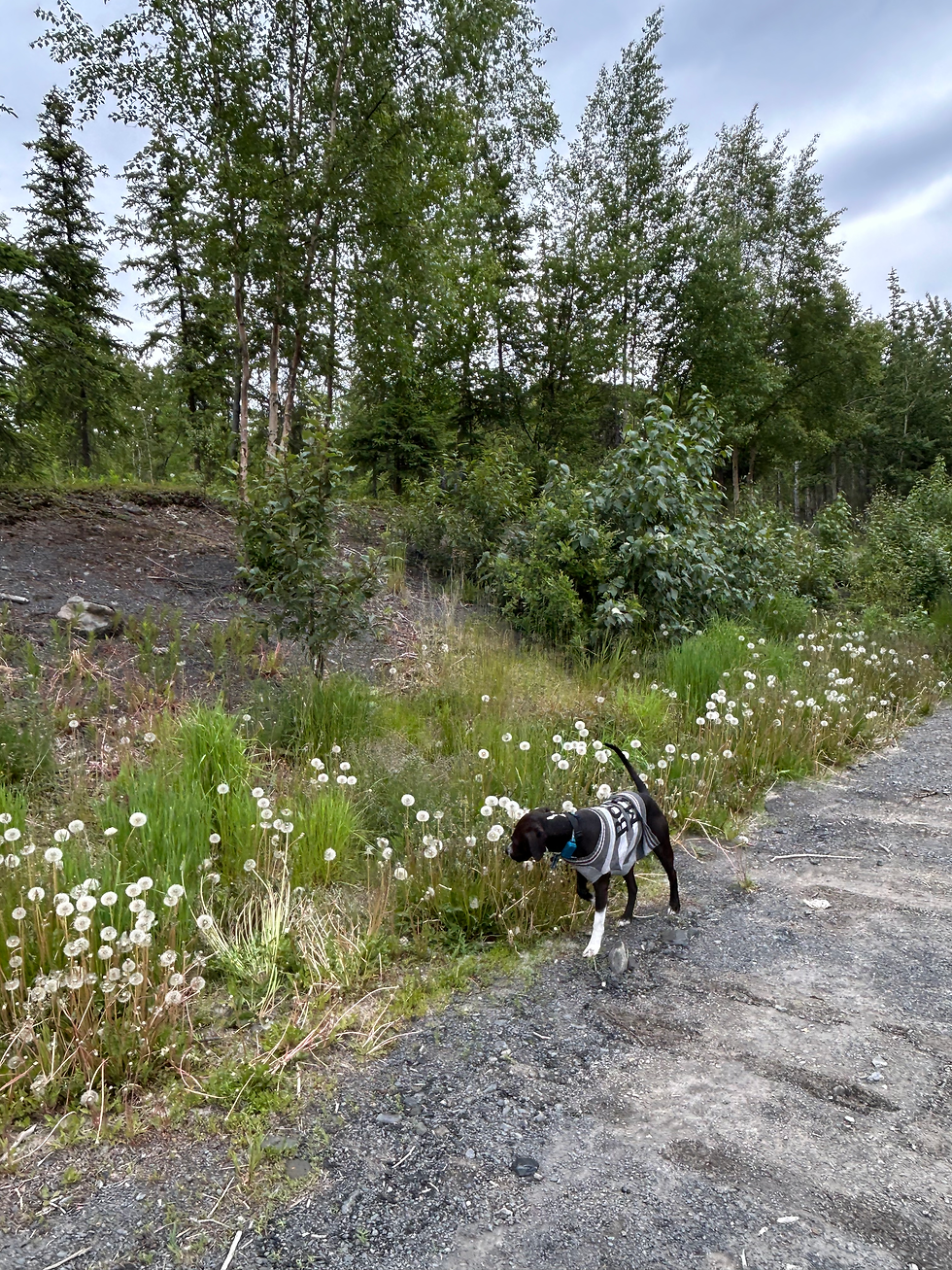 Making a Wish 🧞♂️🐾🦴🐕🦺