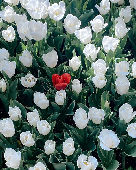 tulip.jpg