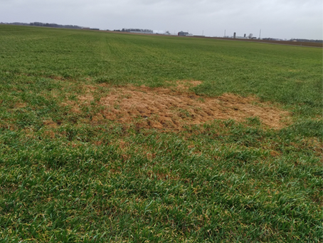 DIAGNOSING THE WINTER TRITICALE DIE OFF