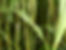 products-BMR-6-sorghum-sudan-grass-7.jpg